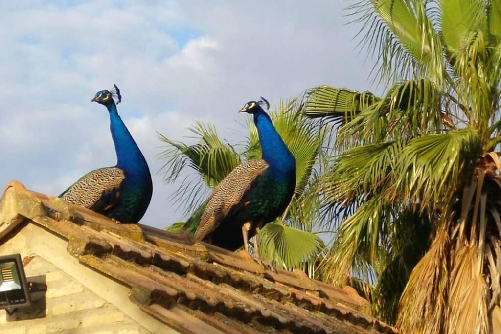 Вилла Cortijo San Jose Севилья Экстерьер фото